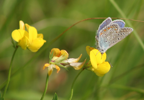 Butterfly Picture