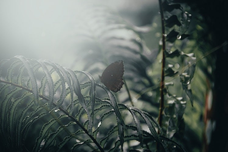Butterfly Forest | ButterflyPages.com