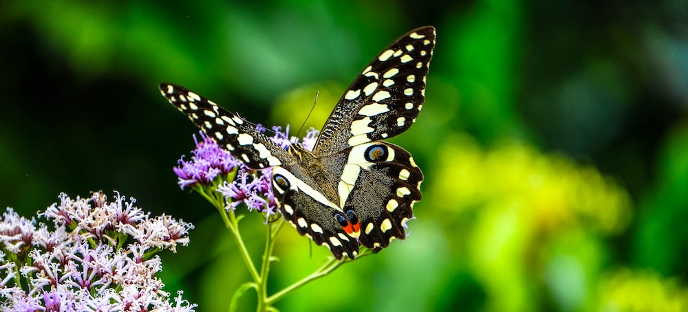 Black and White Butterfly on a Flower | ButterflyPages.com