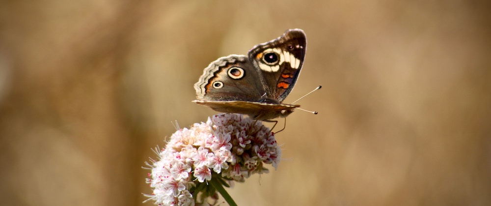 Butterfly on a Flower | ButterflyPages.com
