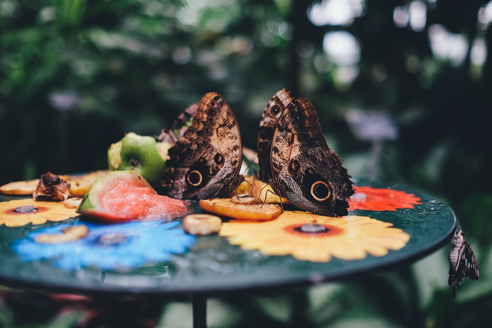 Butterflies Eating Fruit | ButterflyPages.com