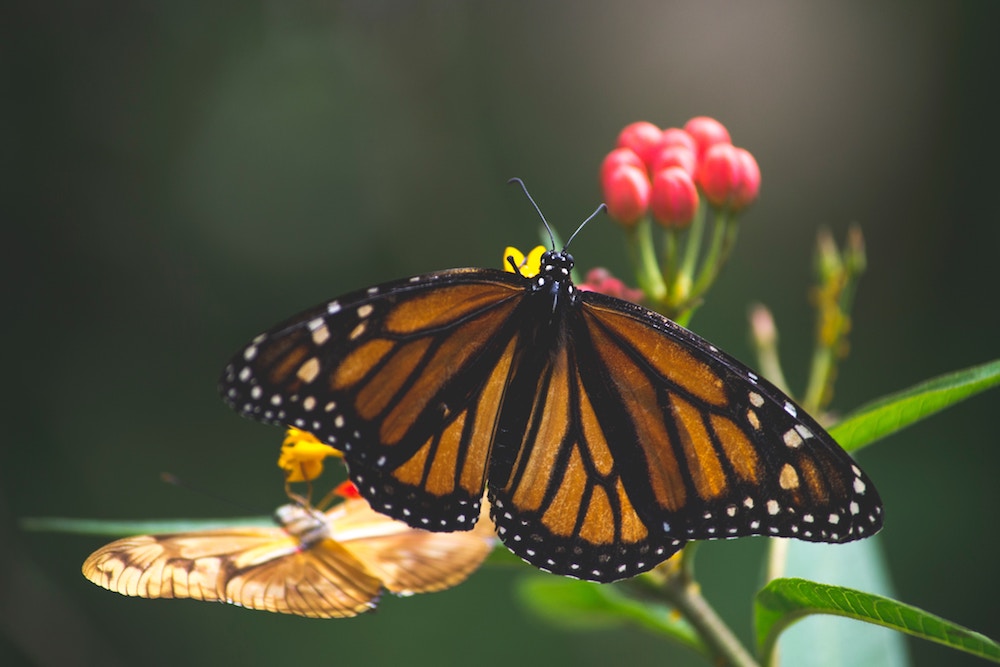 Butterfly Facts | ButterflyPages.com