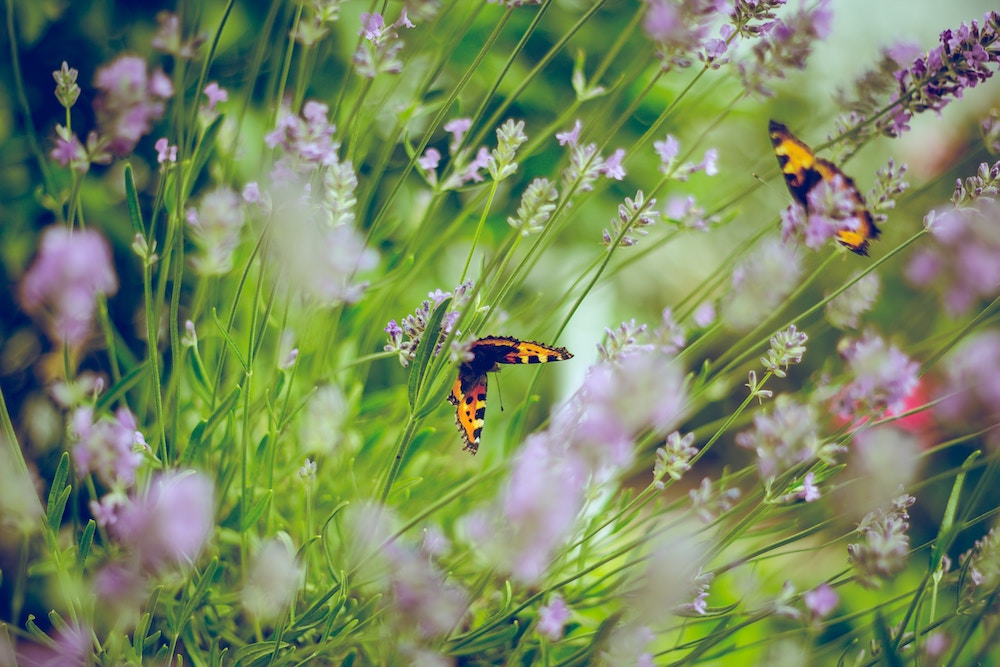 Butterfly Garden | ButterflyPages.com