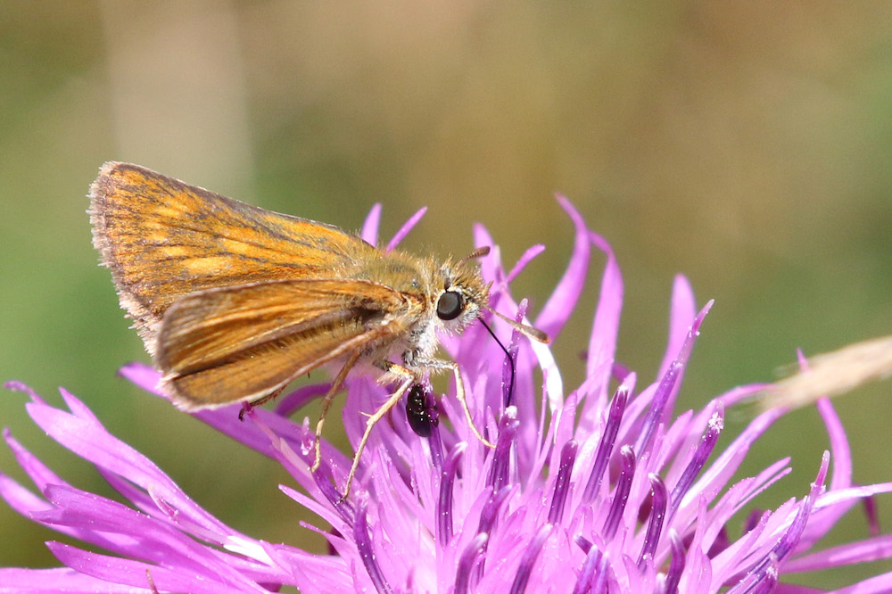 Lulworth Skipper Butterfly | ButterflyPages.com