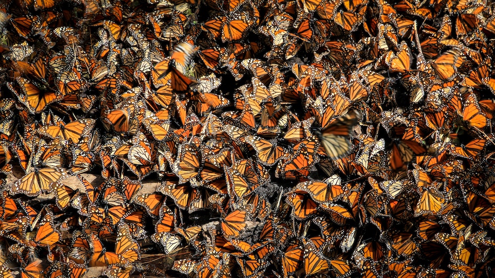 Monarch Butterflies Winter Resting Mexico | ButterflyPages.com